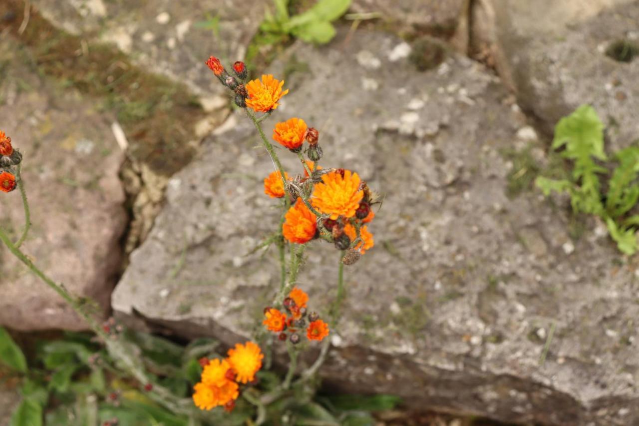 SchwendaHaus Mona公寓 外观 照片